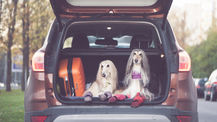 Två hundar i en bil. 