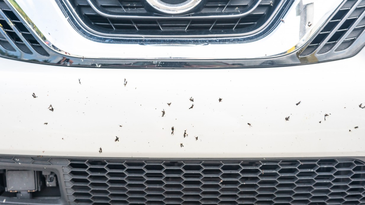 Ta bort flugor & insekter på bilen