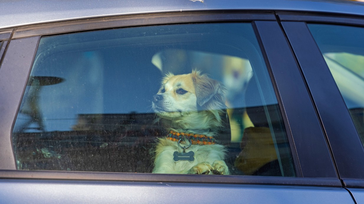 Tänk på hunden – din bil kan bli farligt varm i solen
